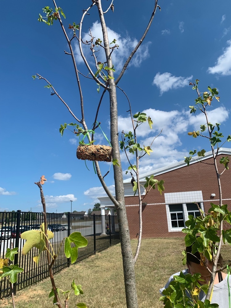 Me. Hollingsworth’s 1 graders and Mrs. Bonham’s 3rd graders worked together to make bird feeders for our garden!