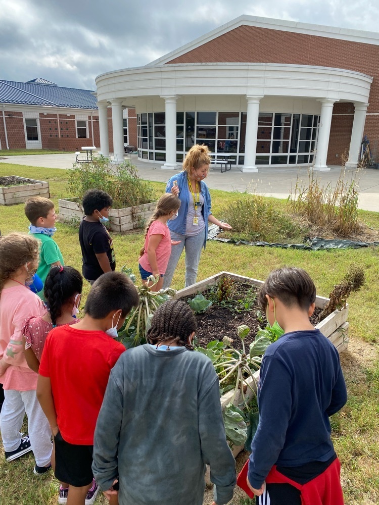 Last week, Mrs. Miller’s class worked with Ms. Bolin to plant radishes in our school garden!